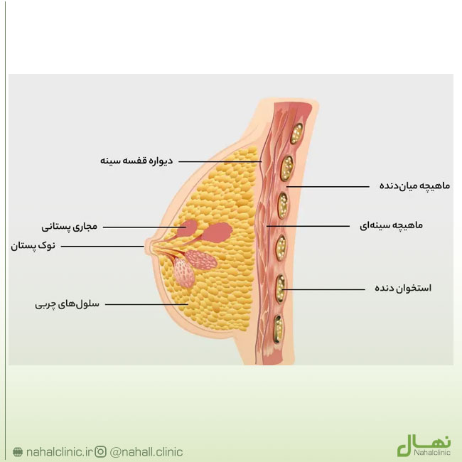 علت و درمان موهای زائد دور سینه زنان